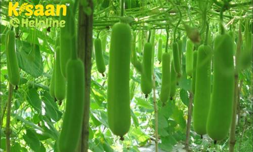 इस तकनीक का इस्तेमाल कर ले सकते है लौकी की एक बेल से 800 लौकियां